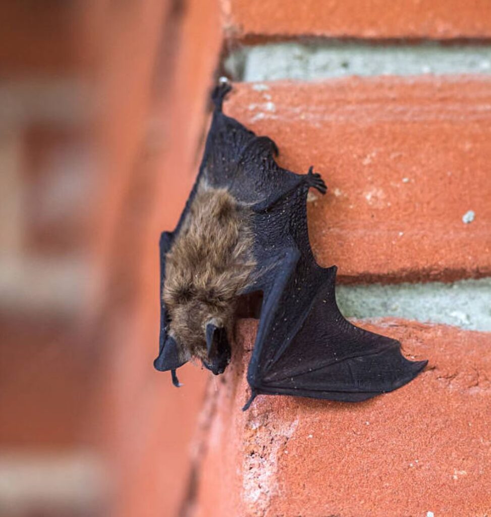 Getting rid of bats is an MJB Home Improvement specialty